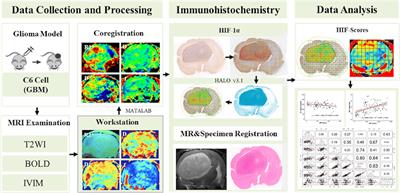 Evaluation of HIF-1α Expression in a Rat Glioma Model Using Intravoxel Incoherent Motion and R2* Mapping